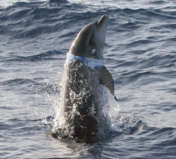Delfin eingewickelt in eine Plastiktüte